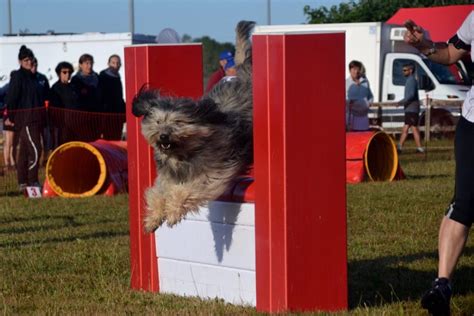 cneac calendrier agility|CNEAC – Commission Nationale Éducation et .